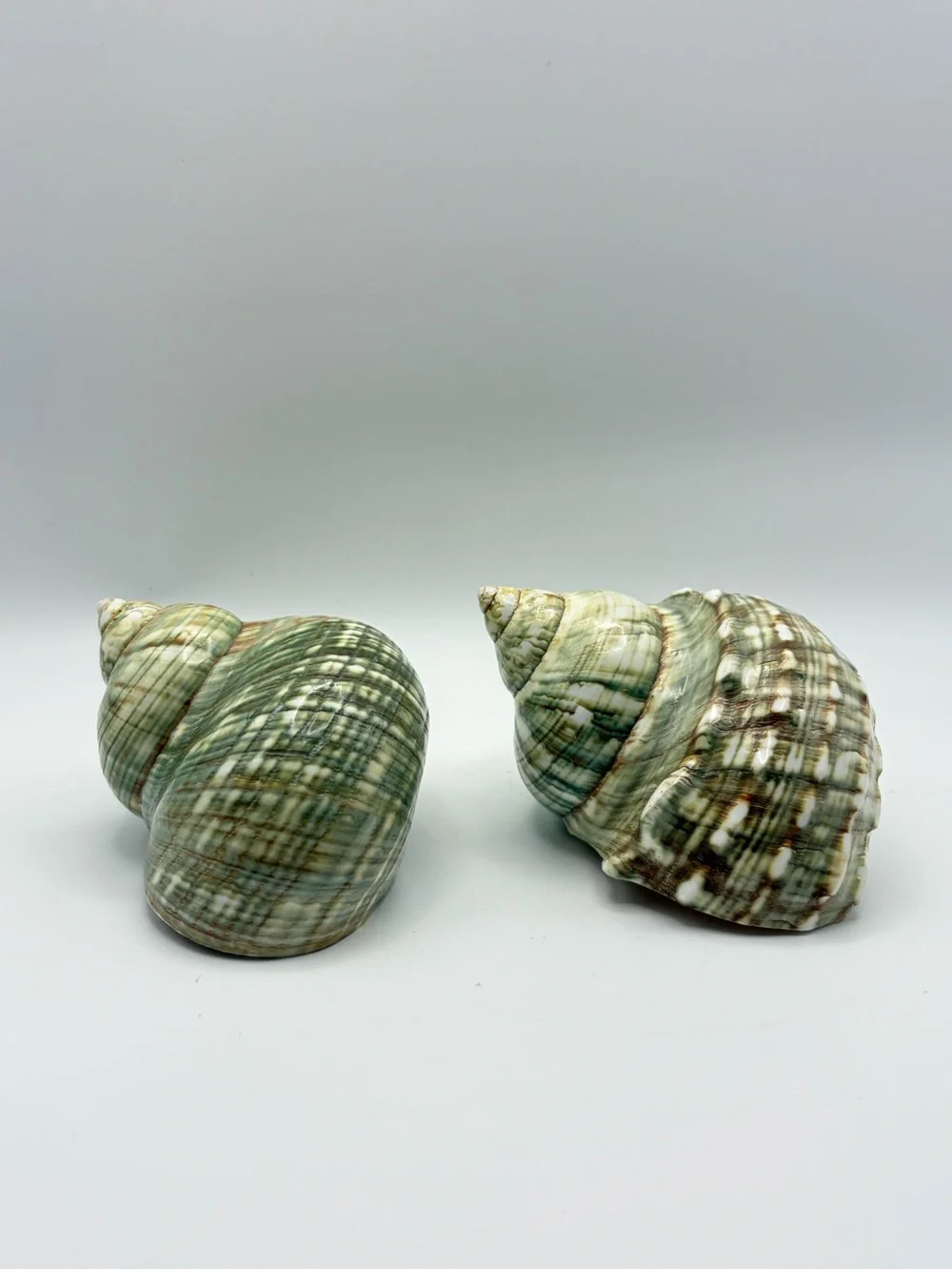 Z Gallerie Polished Green Turbo Turban Shells 4” Beach Coastal Chic Decor 2pc